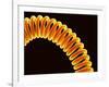 Filament of light bulb-Micro Discovery-Framed Photographic Print