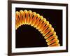 Filament of light bulb-Micro Discovery-Framed Photographic Print