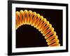 Filament of light bulb-Micro Discovery-Framed Photographic Print