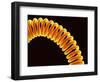 Filament of light bulb-Micro Discovery-Framed Photographic Print