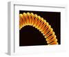 Filament of light bulb-Micro Discovery-Framed Photographic Print