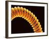 Filament of light bulb-Micro Discovery-Framed Photographic Print