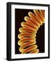 Filament of light bulb-Micro Discovery-Framed Photographic Print