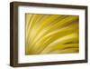 Filaments-Ursula Abresch-Framed Photographic Print