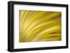 Filaments-Ursula Abresch-Framed Photographic Print