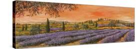 Filari di Lavanda-Tebo Marzari-Stretched Canvas