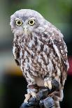 Barking Owl-FiledIMAGE-Photographic Print