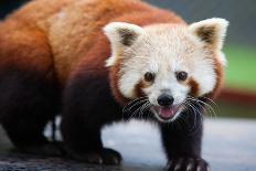 Nepalese Red Panda-FiledIMAGE-Photographic Print