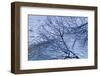 Filigree Forest with Mountain Brook in the Background-Klaus Scholz-Framed Photographic Print