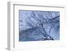 Filigree Forest with Mountain Brook in the Background-Klaus Scholz-Framed Photographic Print