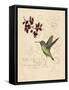 Filigree Hummingbird-Chad Barrett-Framed Stretched Canvas