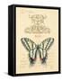 Filigree Papillon-Chad Barrett-Framed Stretched Canvas