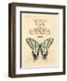 Filigree Papillon-Chad Barrett-Framed Art Print
