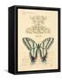 Filigree Papillon-Chad Barrett-Framed Stretched Canvas