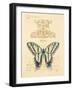 Filigree Papillon-Chad Barrett-Framed Art Print