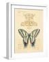 Filigree Papillon-Chad Barrett-Framed Art Print