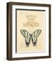 Filigree Papillon-Chad Barrett-Framed Art Print