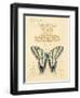 Filigree Papillon-Chad Barrett-Framed Art Print