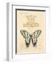 Filigree Papillon-Chad Barrett-Framed Art Print