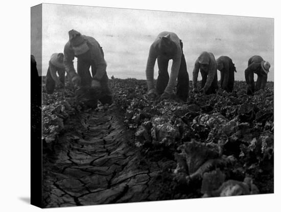 Filipinos Cutting Lettuce, Salinas, California, 1935-Dorothea Lange-Stretched Canvas