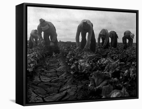 Filipinos Cutting Lettuce, Salinas, California, 1935-Dorothea Lange-Framed Stretched Canvas