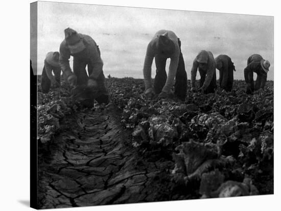 Filipinos Cutting Lettuce, Salinas, California, 1935-Dorothea Lange-Stretched Canvas