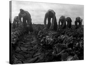 Filipinos Cutting Lettuce, Salinas, California, 1935-Dorothea Lange-Stretched Canvas