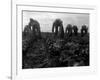 Filipinos Cutting Lettuce, Salinas, California, 1935-Dorothea Lange-Framed Photo