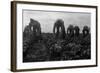 Filipinos Cutting Lettuce-Dorothea Lange-Framed Art Print