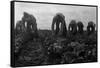 Filipinos Cutting Lettuce-Dorothea Lange-Framed Stretched Canvas