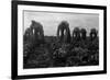 Filipinos Cutting Lettuce-Dorothea Lange-Framed Art Print