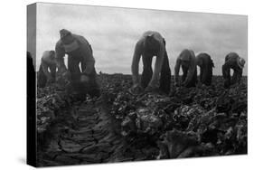 Filipinos Cutting Lettuce-Dorothea Lange-Stretched Canvas