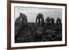 Filipinos Cutting Lettuce-Dorothea Lange-Framed Premium Giclee Print