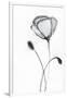 Gramercy White