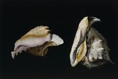 Two Shells-Filippo Napoletano-Giclee Print