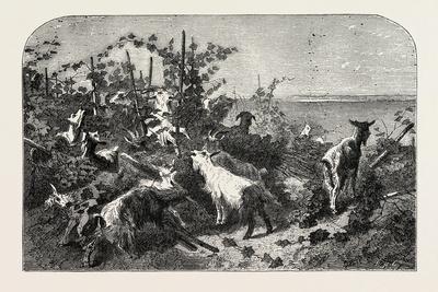 Salon of 1855, Goats, 1855