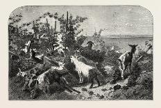 Salon of 1855, Goats, 1855-Filippo Palizzi-Giclee Print