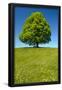 Essential Black