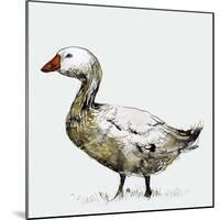 Filthy Goose, 2017,-Nancy Moniz Charalambous-Mounted Giclee Print