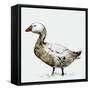 Filthy Goose, 2017,-Nancy Moniz Charalambous-Framed Stretched Canvas