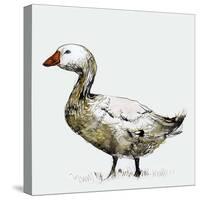 Filthy Goose, 2017,-Nancy Moniz Charalambous-Stretched Canvas