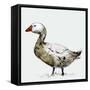 Filthy Goose, 2017-Nancy Moniz Charalambous-Framed Stretched Canvas