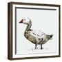 Filthy Goose, 2017-Nancy Moniz Charalambous-Framed Giclee Print