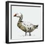 Filthy Goose, 2017-Nancy Moniz Charalambous-Framed Giclee Print