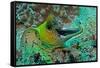 Fimbraited Moray-null-Framed Stretched Canvas
