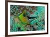 Fimbraited Moray-null-Framed Photographic Print