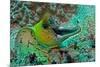 Fimbraited Moray-null-Mounted Photographic Print