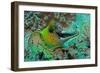 Fimbraited Moray-null-Framed Photographic Print