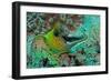 Fimbraited Moray-null-Framed Photographic Print