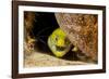 Fimbriated moray peering out from crevice, Philippines-David Fleetham-Framed Photographic Print